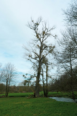 Obraz premium Wilde Natur im März