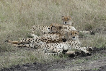 Cheetah cubs, Serengeti, Tanzania