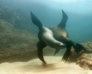 Sea lions swimming and playing together