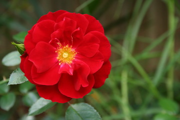 Fototapeta premium red flower in garden