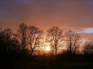 Fototapeta na wymiar Winterkahle Bäume vor orangem Himmel bei Sonnenuntergang