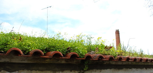 diverse plants on the roof of tiles, nature always wins