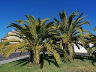 Plakat árbol palmera en Aljaraque provincia de Huelva España