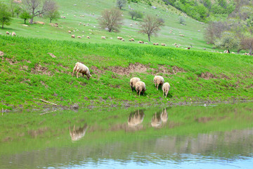 sheep grazing fresh grass at the riverside 