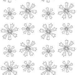 Vector seamless pattern of hand drawn doodle sketch cornflower isolated on white background