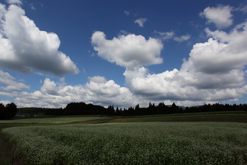 蕎麦畑と空