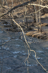 WInter Branch Over the Water