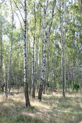 Stand of birch or poplar like trees in the Polish National Forest. Zawady Central Poland