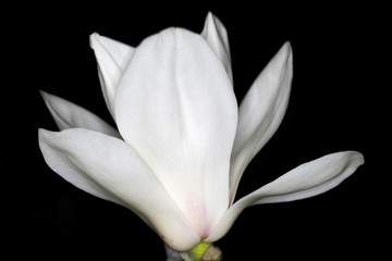 Tokyo,Japan-March 9, 2020: Isolated White magnolia on black background