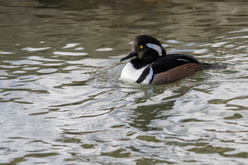 Male hooded merganser
