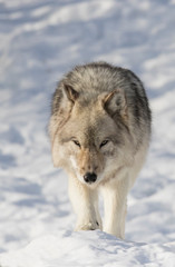huge male grey wolf in winter