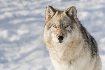 huge male grey wolf in winter
