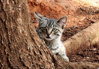 closeup portrait of a cat