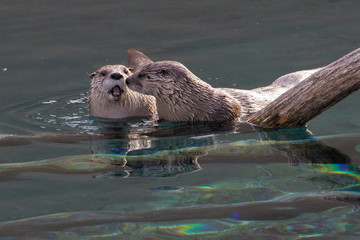 North American river otter (Lontra canadensis) pair in spring