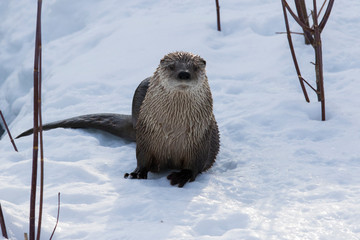 North American river otter (Lontra canadensis)