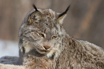 Gordijnen The Canada lynx (Lynx canadensis)  © Mircea Costina