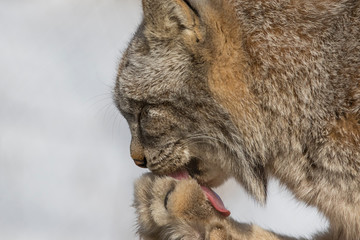 The Canada lynx (Lynx canadensis)  © Mircea Costina