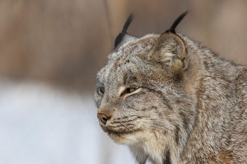 The Canada lynx (Lynx canadensis) 