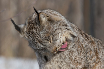 The Canada lynx (Lynx canadensis) 
