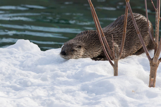 North American River Otter (Lontra Canadensis)