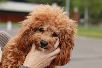 a cute caramel colored cavoodle breed puppy dog being held and cuddled and played with in the arms of it's owner