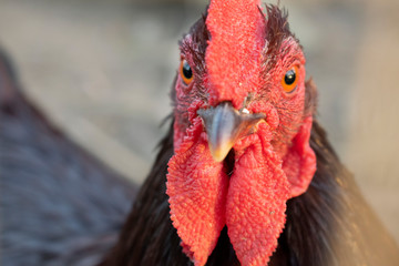 Cock paying attention