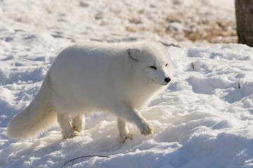 Obraz na płótnie Canvas Arctic fox in winter