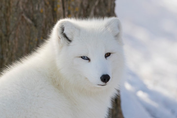 Obraz premium Arctic fox in winter
