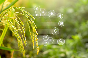 Rice plantations and technology icons about growth and benefits from cultivation.