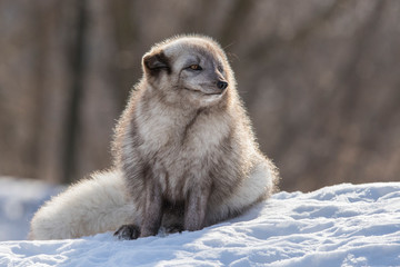 Obraz premium Arctic fox in winter