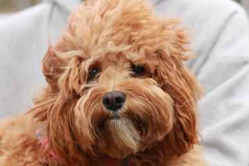 a cute caramel colored cavoodle breed puppy dog being held and cuddled and played with in the arms of it's owner