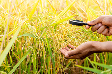 The hand of a farmer man is using a magnifying glass to look at the ears.