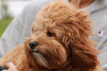 a cute caramel colored cavoodle breed puppy dog being held and cuddled and played with in the arms of it's owner