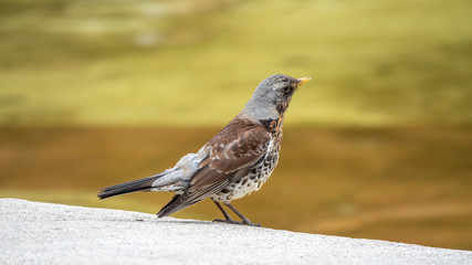 Fieldbird on a stone plate with a blurred background.