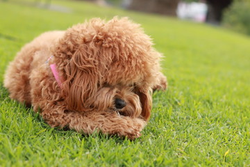 a cute caramel colored cavoodle breed puppy dog lying on the ground playing and chewing on a stick in a park