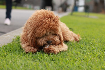 Fototapeta premium a cute caramel colored cavoodle breed puppy dog lying on the ground playing and chewing on a stick in a park