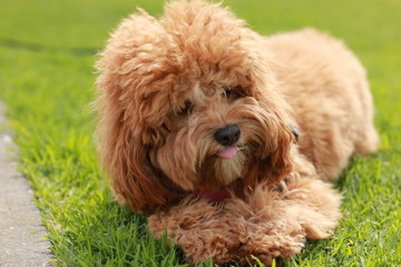 a cute caramel colored cavoodle breed puppy dog lying on the ground playing and chewing on a stick in a park