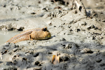 The mudskipper in the mud lying in the mangrove forest.