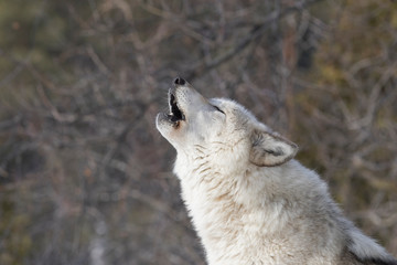 Alpha male wolf howling in winter