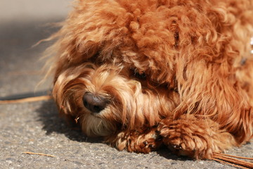 a cute caramel colored cavoodle breed puppy dog lying on the ground playing and chewing on a stick in a park