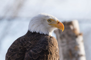 Bald eagle portrait