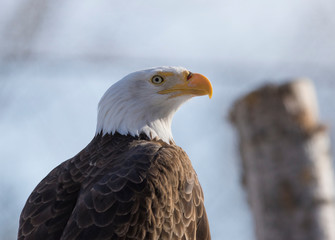 Bald eagle portrait