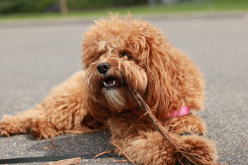 a cute caramel colored cavoodle breed puppy dog lying on the ground playing and chewing on a stick in a park