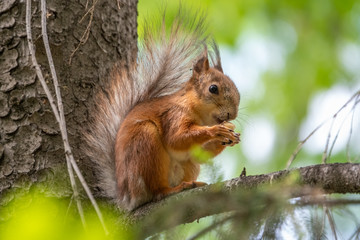 Naklejka na ściany i meble The squirrel with nut sits on a branches in the spring or summer