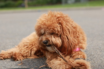 a cute caramel colored cavoodle breed puppy dog lying on the ground playing and chewing on a stick in a park