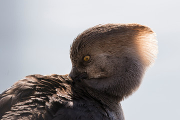 female hooded merganser portrait