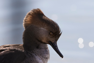 female hooded merganser portrait