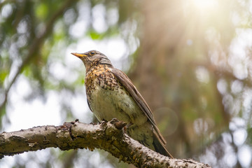 Fieldbird sits on a branch with a blurred background.