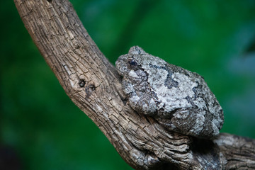 spring peeper (Pseudacris crucifer)