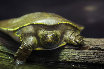 spiny softshell turtle (Apalone spinifera) 
